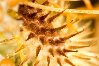 Omurgalarda çiviler var. Makro. Doğadaki parkta.