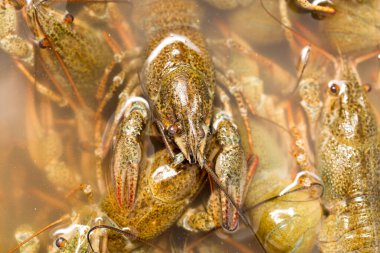 Arka plan olarak suda yaşayan kerevit .