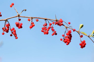 Mavi gökyüzüne karşı kırmızı böğürtlen. Doğadaki parkta.