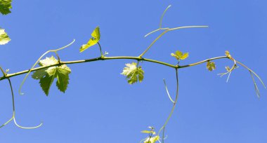 Doğada ilkbaharda üzüm. Doğadaki parkta.
