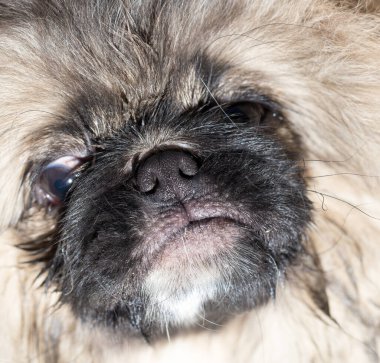 Güzel pofuduk bir köpeğin portresi. Doğadaki parkta.