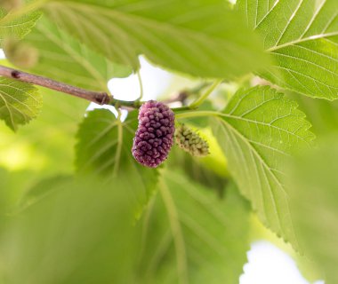 Doğadaki ağaçta dut üzümü .