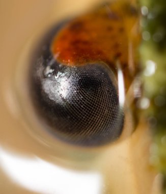 Kerevit, yakın çekim gözler. Doğadaki parkta.