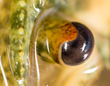 Kerevit, yakın çekim gözler. Doğadaki parkta.