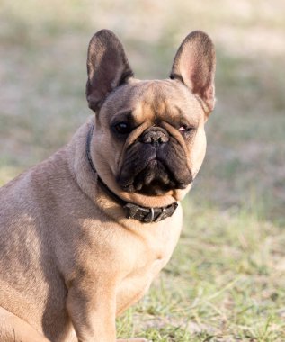 Doğadaki bir köpeğin portresi. .