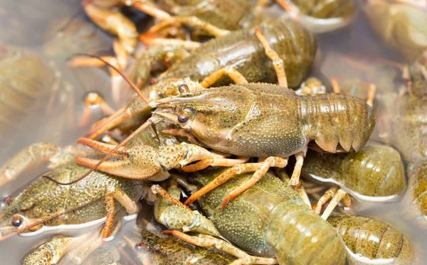 Crayfish Hidup Dalam Air Sebagai Latar Belakang — Stok Foto