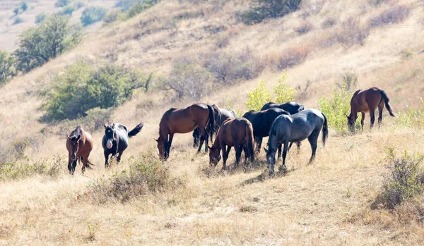 Rebanho Cavalos Pasto Outono — Fotografia de Stock