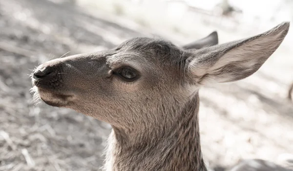 Herten Dierentuin Het Park Natuur — Stockfoto