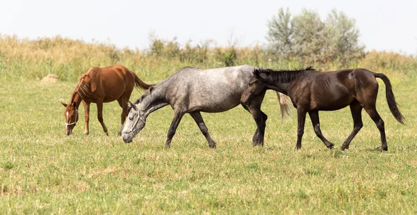 自然の牧草地に3頭の馬 — ストック写真