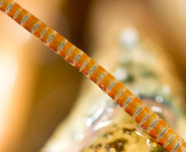 Crayfish Mustache Close Park Nature — Stock Photo, Image