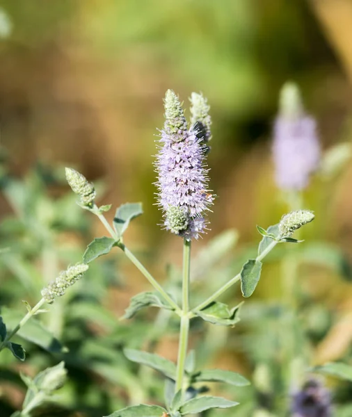 Blauwe Bloem Natuur Het Park Natuur — Stockfoto