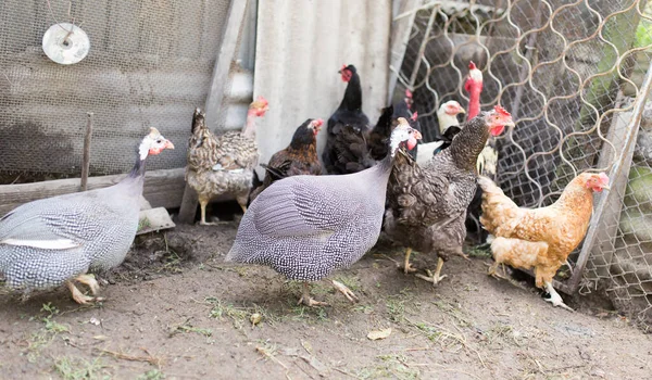 Guinea Fowl Farm — Stock Photo, Image