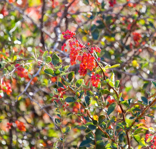 Červený Barberry Přírodu Parku Přírodě — Stock fotografie