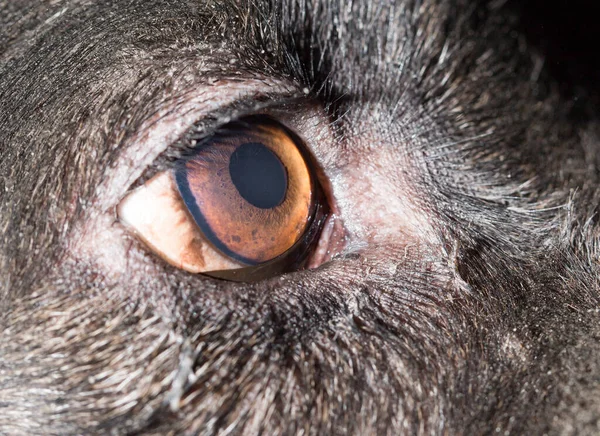 Коричневые Глаза Черных Собаках Macro Парке Природе — стоковое фото