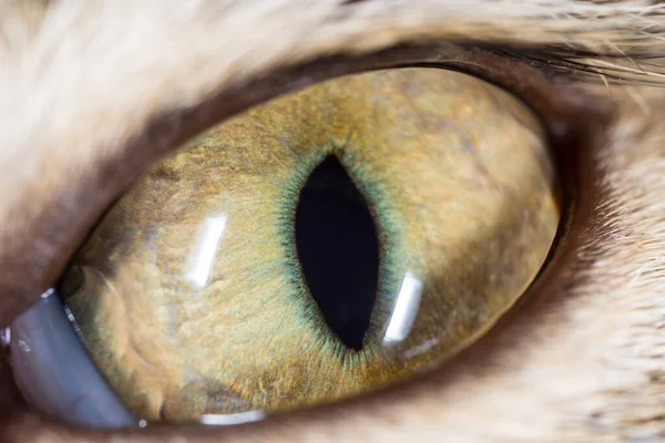 Les Yeux Chat Macro Dans Parc Dans Nature — Photo