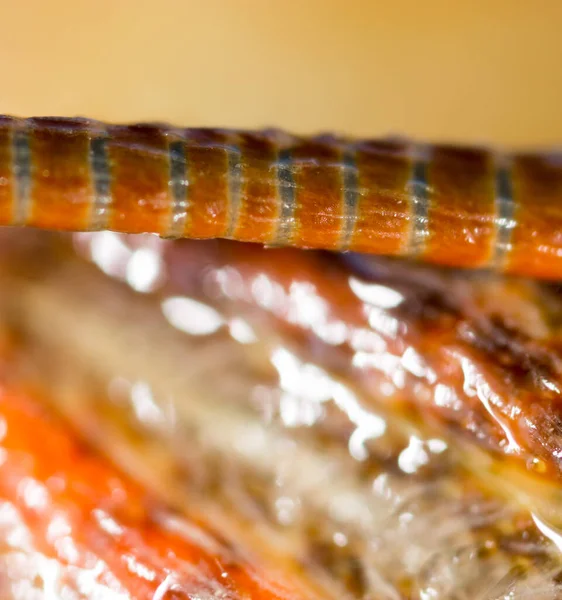 Crayfish Bigode Close Parque Natureza — Fotografia de Stock