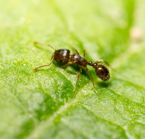 Formiga Uma Folha Verde Macro Parque Natureza — Fotografia de Stock