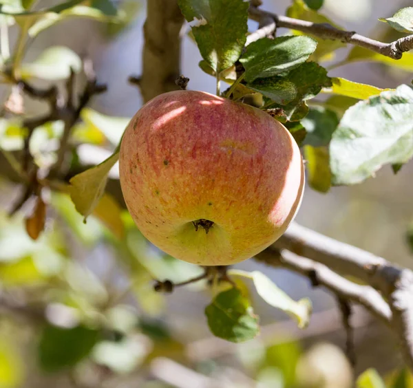 Mogna Äpplen Trädet Naturen — Stockfoto