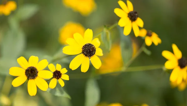 Beautiful Yellow Flower Nature Park Nature — Stock Photo, Image