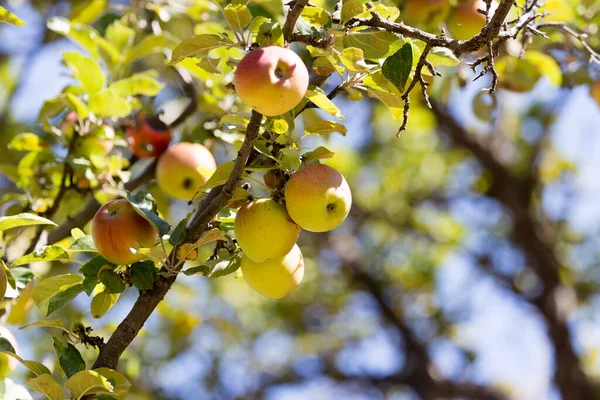 Ripe Apples Tree Nature — Stock Photo, Image