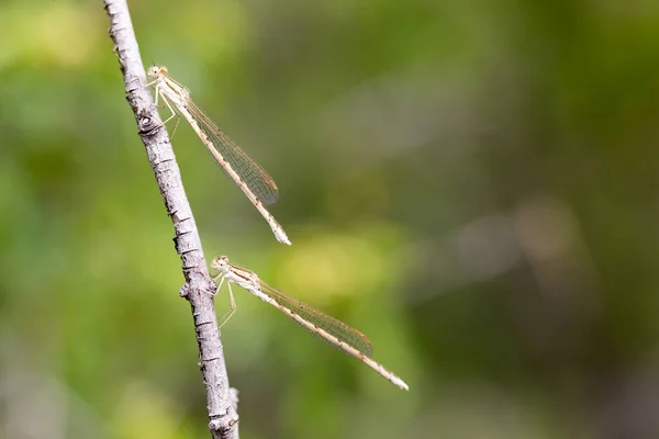 Libelle Der Natur Makro Park Der Natur — Stockfoto