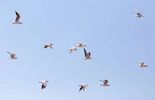 Flock Seagulls Flight Park Nature — Stock Photo, Image