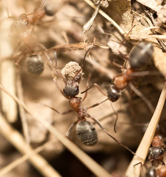 Ameisen Boden Makro Park Der Natur — Stockfoto