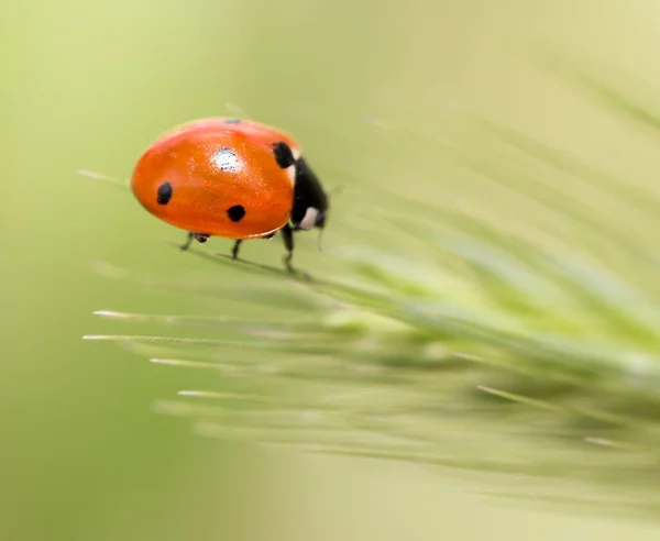 Coccinella Sulla Natura Macro Nel Parco Nella Natura — Foto Stock