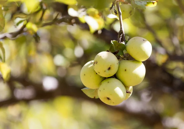 Ripe Apples Tree Nature — Stock Photo, Image