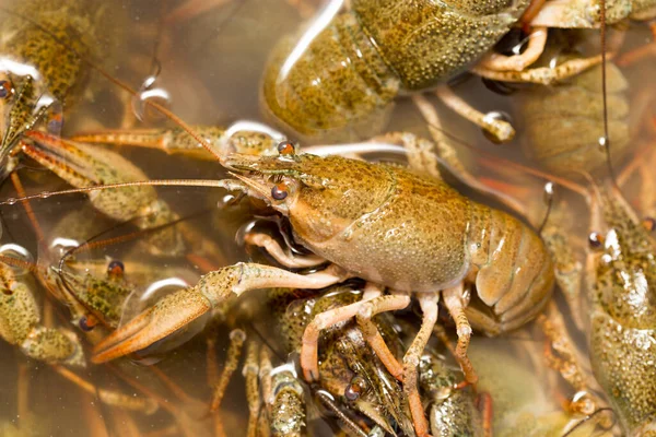 Crayfish Hidup Dalam Air Sebagai Latar Belakang — Stok Foto