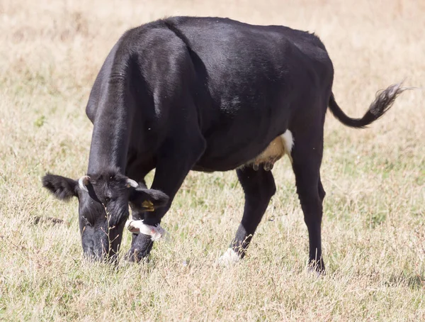 Vacas Pasto Otoño Parque Naturaleza —  Fotos de Stock