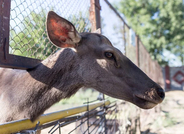 Rehe Hinter Einem Zaun Zoo Park Der Natur — Stockfoto