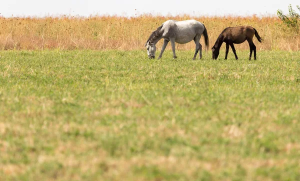 自然の牧草地に2頭の馬 自然公園で — ストック写真