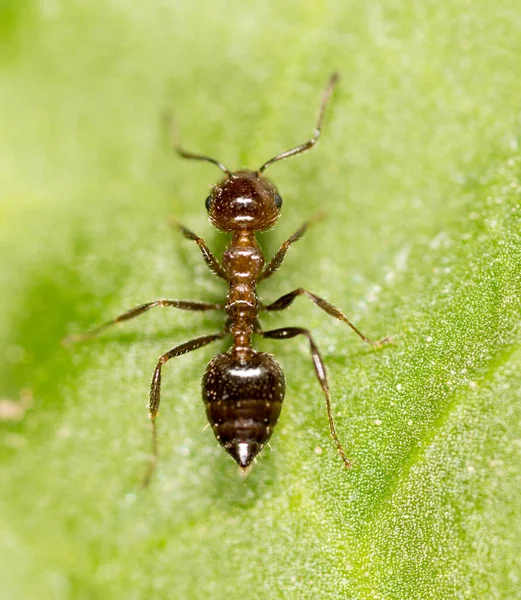 Mravenec Zeleném Listu Makro Parku Přírodě — Stock fotografie
