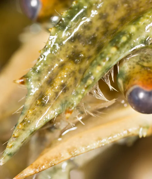 Des Écrevisses Comme Toile Fond Macro Dans Parc Dans Nature — Photo