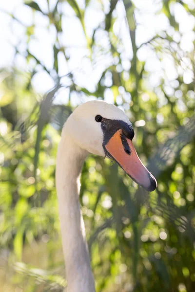 Cisne Branco Zoológico Parque Natureza — Fotografia de Stock