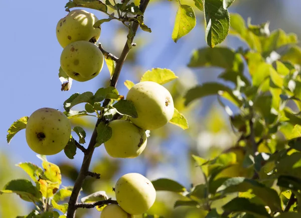 Ripe Apples Tree Nature — Stock Photo, Image