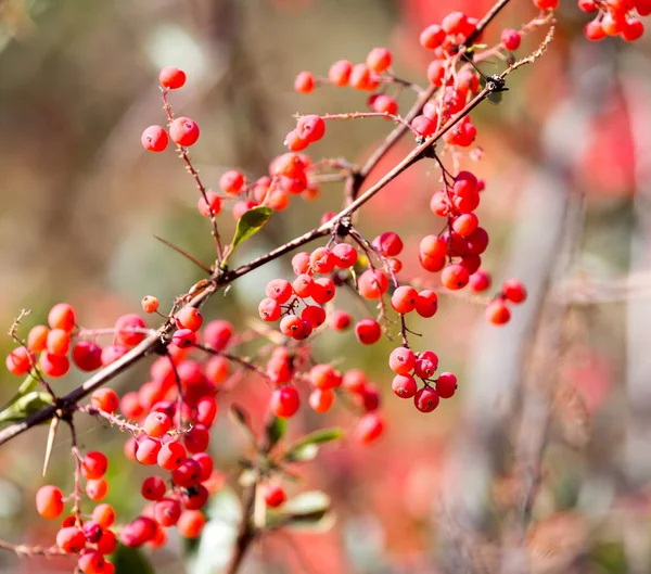 Barberry Rojo Naturaleza Parque Naturaleza —  Fotos de Stock