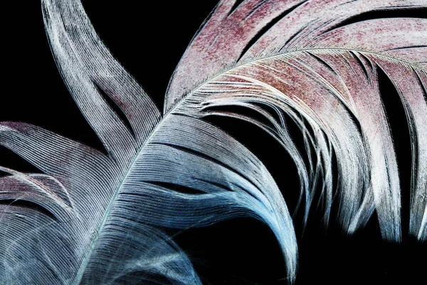 Pluma Sobre Fondo Negro Foto Una Textura Abstracta — Foto de Stock