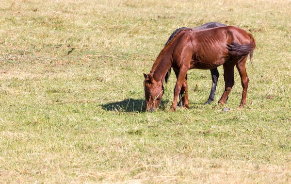 Red Horse Nature Autumn Park Nature — Stock Photo, Image