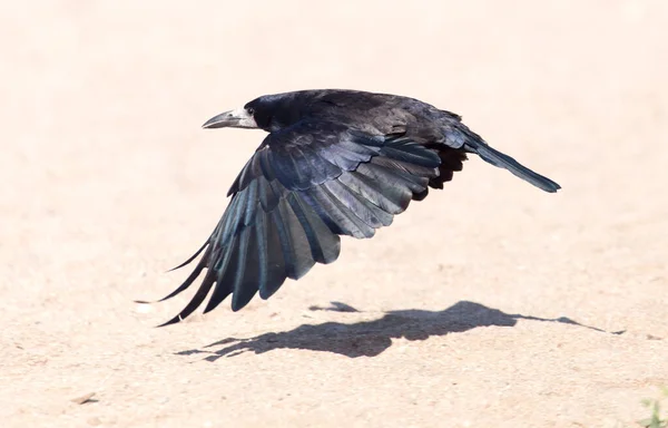 Cuervo Negro Vuelo Mar Parque Naturaleza —  Fotos de Stock
