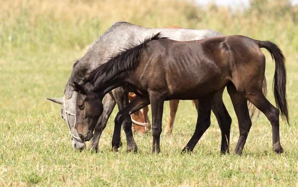 自然の牧草地に3頭の馬 — ストック写真