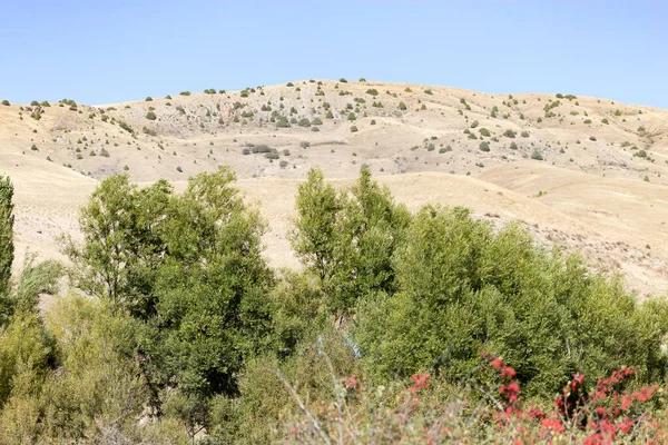 Tien Shan Güzel Dağları Kazakistan Doğadaki Parkta — Stok fotoğraf