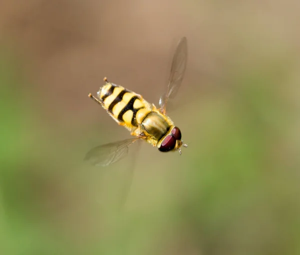 Volare Volo Nella Natura Macro Nel Parco Nella Natura — Foto Stock