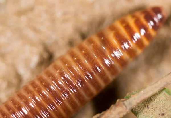 Červa Přírodě Super Makro Parku Přírodě — Stock fotografie