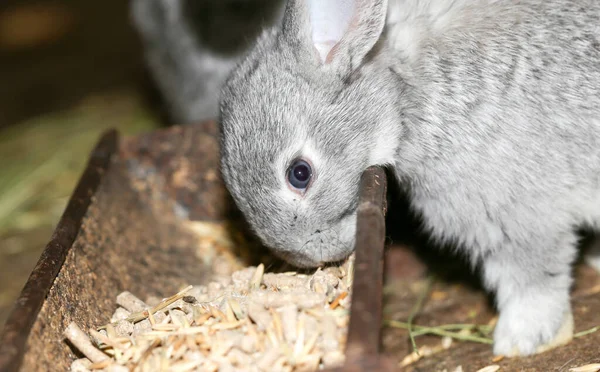 Beau Lapin Ferme Dans Parc Dans Nature — Photo