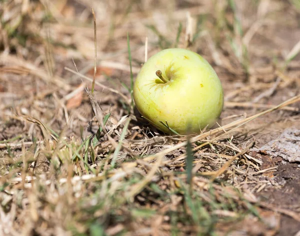Äpple Marken Naturen Parken Naturen — Stockfoto