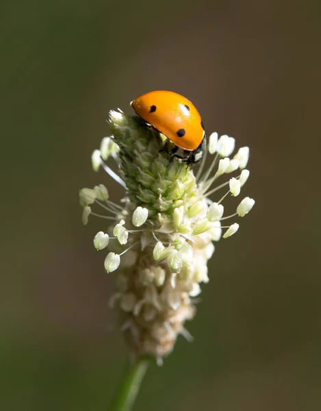 Coccinella Sulla Natura Macro Nel Parco Nella Natura — Foto Stock