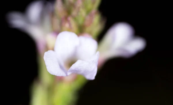 自然の中で小さな花 マクロだ 自然公園で — ストック写真