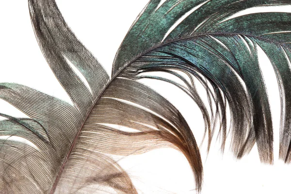 白色背景的漂亮羽毛 抽象纹理的照片 — 图库照片